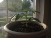 19 days of plant 012.jpg