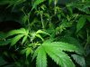 cvk pistils 5 days 3.jpg