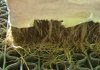 damaged roots.jpg