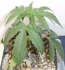 1-1 Super Skunk #4.jpg 1-1 Super Skunk #4.jpg
