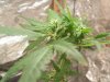 plant 007.jpg