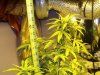 Plant 1.jpg