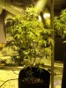 Plant 1 (3).jpg