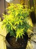 Plant 3 (2).jpg