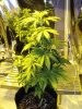 Plant 2 (2).jpg