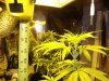 Plant 2.jpg
