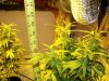 Plant 3.jpg