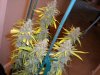 Full Plant Pic.jpg