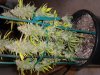 Whole Side Of Plant.jpg