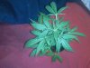 viewattachment-6.jpg viewattachment-6.jpg