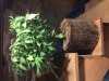 plant roots.jpg