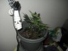 DSCN2603.jpg