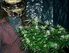 small plant.jpg