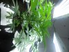 DSCN0302.jpg