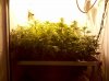 img_20110103_183834.jpg img_20110103_183834.jpg