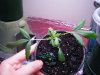 DSCF7423.jpg DSCF7423.jpg