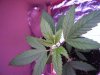 DSCF7390.jpg DSCF7390.jpg