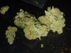 Greencrack greenplace.jpg Greencrack greenplace.jpg