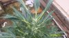 jc plants 3.jpg