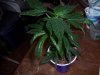 grow room and plant def. pics 039.jpg grow room and plant def. pics 039.jpg