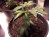 grow room and plant def. pics 042.jpg grow room and plant def. pics 042.jpg