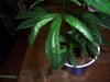 grow room and plant def. pics 040.jpg grow room and plant def. pics 040.jpg