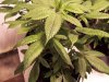 grow room and plant def. pics 044.jpg grow room and plant def. pics 044.jpg