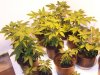 grow room and plant def. pics 046.jpg grow room and plant def. pics 046.jpg