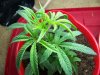 100_0723.jpg