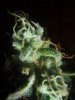 Bud Shot c.jpg