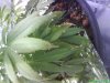 DSC00665.jpg