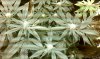 IMAG0118.jpg