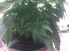 IMG00475.jpg IMG00475.jpg