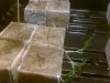 IMG_20110105_164152.jpg