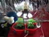 100_0734.jpg