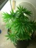plant 008.jpg