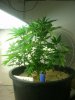 plant 006.jpg