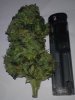 buds 037.jpg