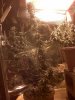 IMG00203a.jpg