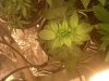 IMG00679-20110107-2253.jpg