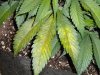 sic plant 002.jpg