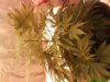 DSC00722.jpg