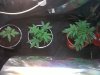 ak48-swiss cheez-supersilver cheese.jpg