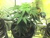 img029.jpg