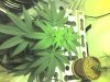 img033.jpg