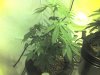 img062.jpg