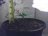 Day10_2 INCHES.jpg