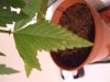 DSCF6184.jpg