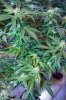 AK-47_01.jpg