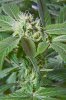 AK-47_03.jpg